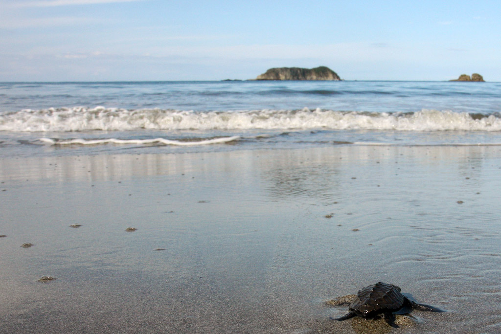 Newborn baby turtle on the way to the vastness of the Pacific Ocean. Manuel Antonio National Park. Costa Rica