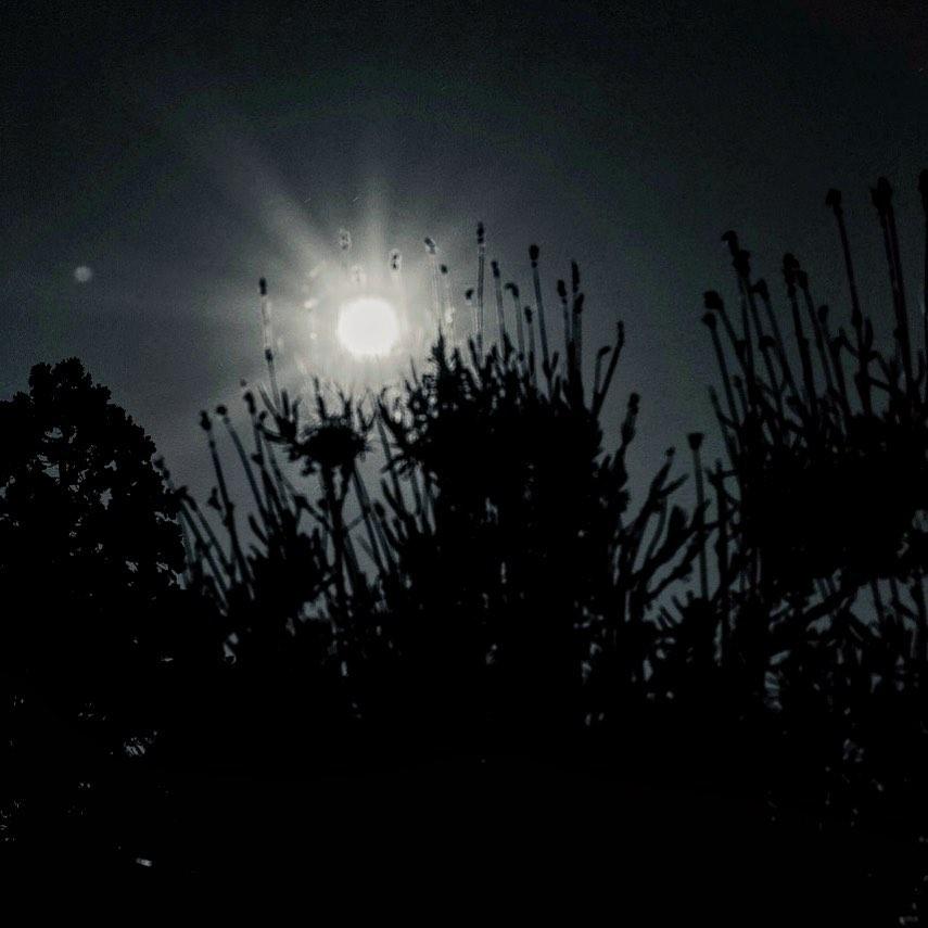 Shot take from Heiligenstädter Park, Vienna, Austria