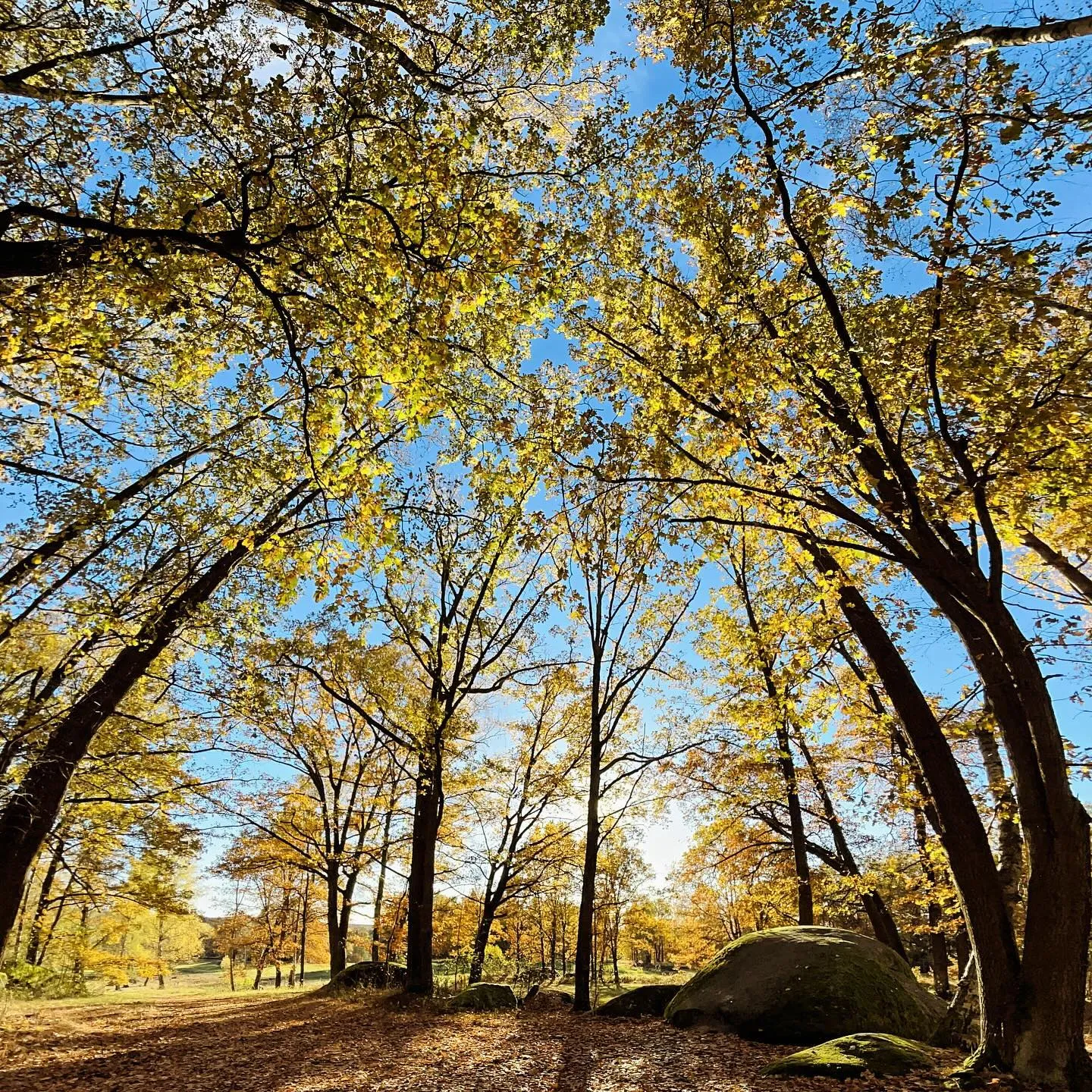 Autumn Leaves