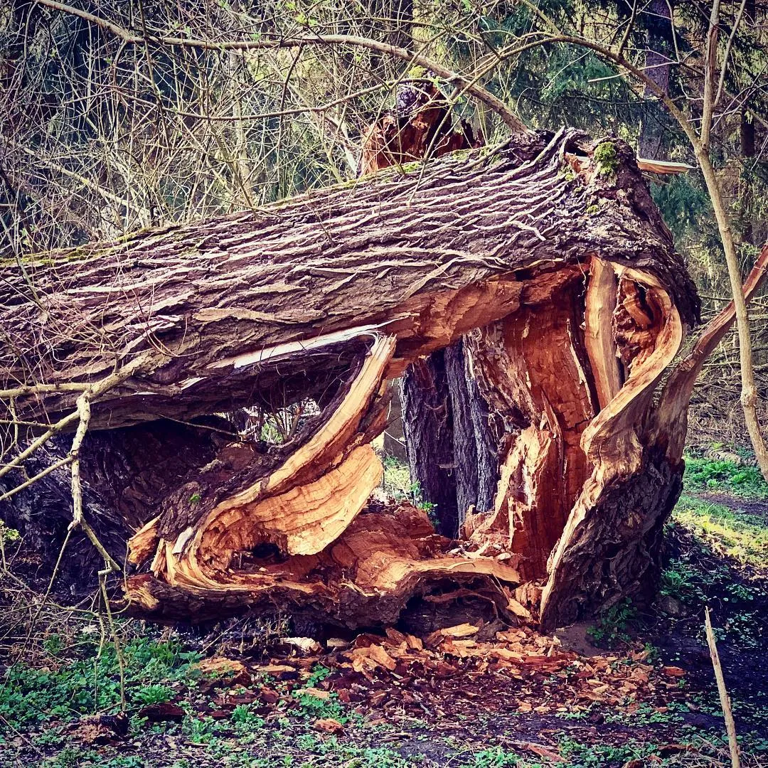 Going back to your roots