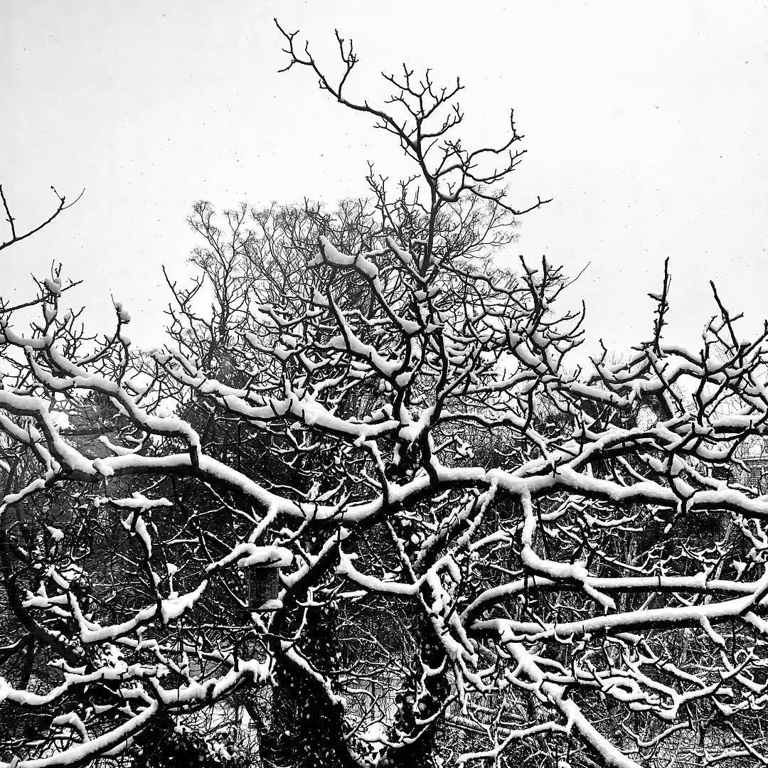 Let it Snow Let it Snow Let it Snow