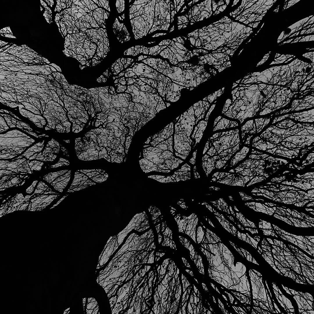 The fractal geometry of Trees