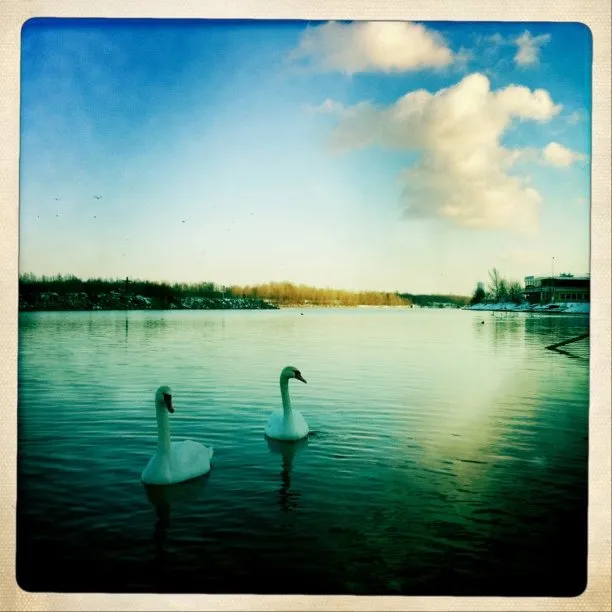 The Swan Lake or The Blue Danube