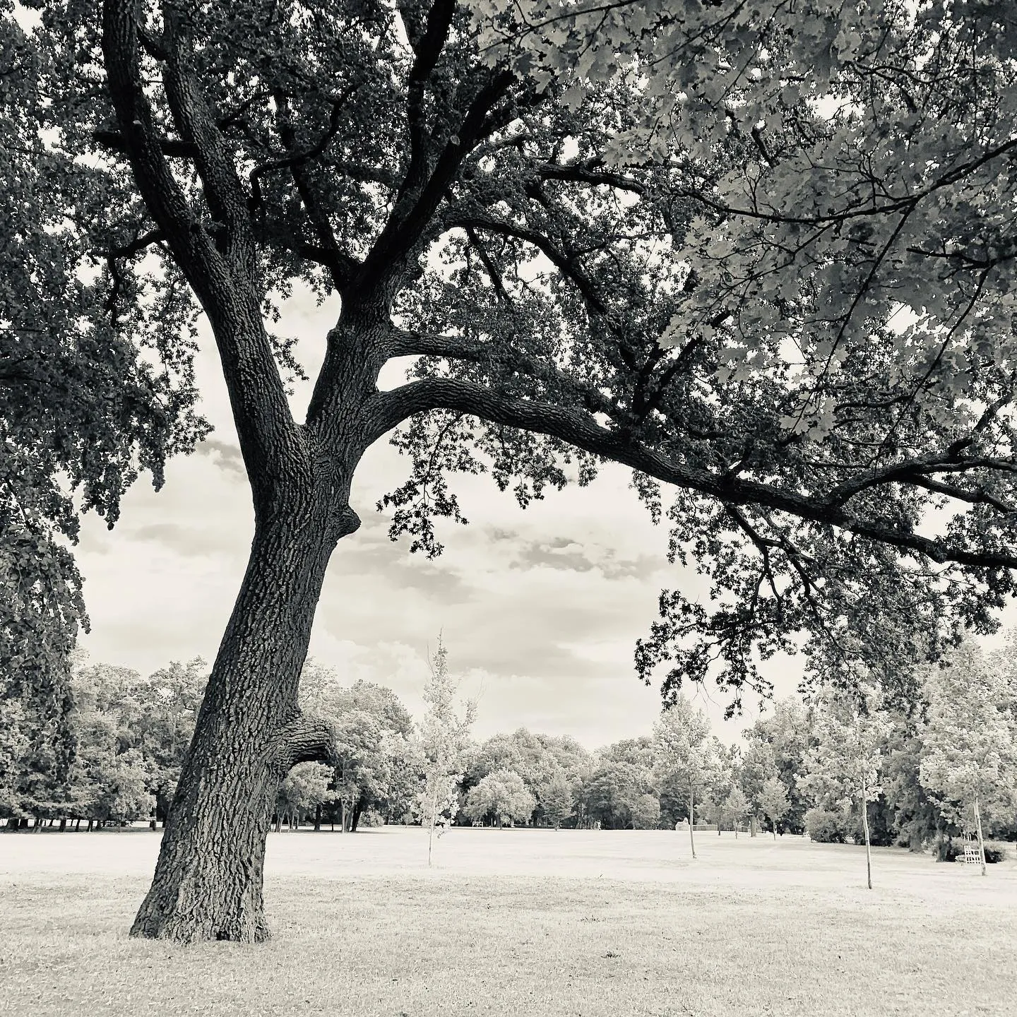 Untitled (July 2019)